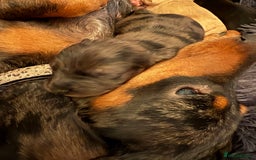 Mixed Breed dogs for sale: Doxiepoos for sale 3 x male 1 x bitch - Image 10