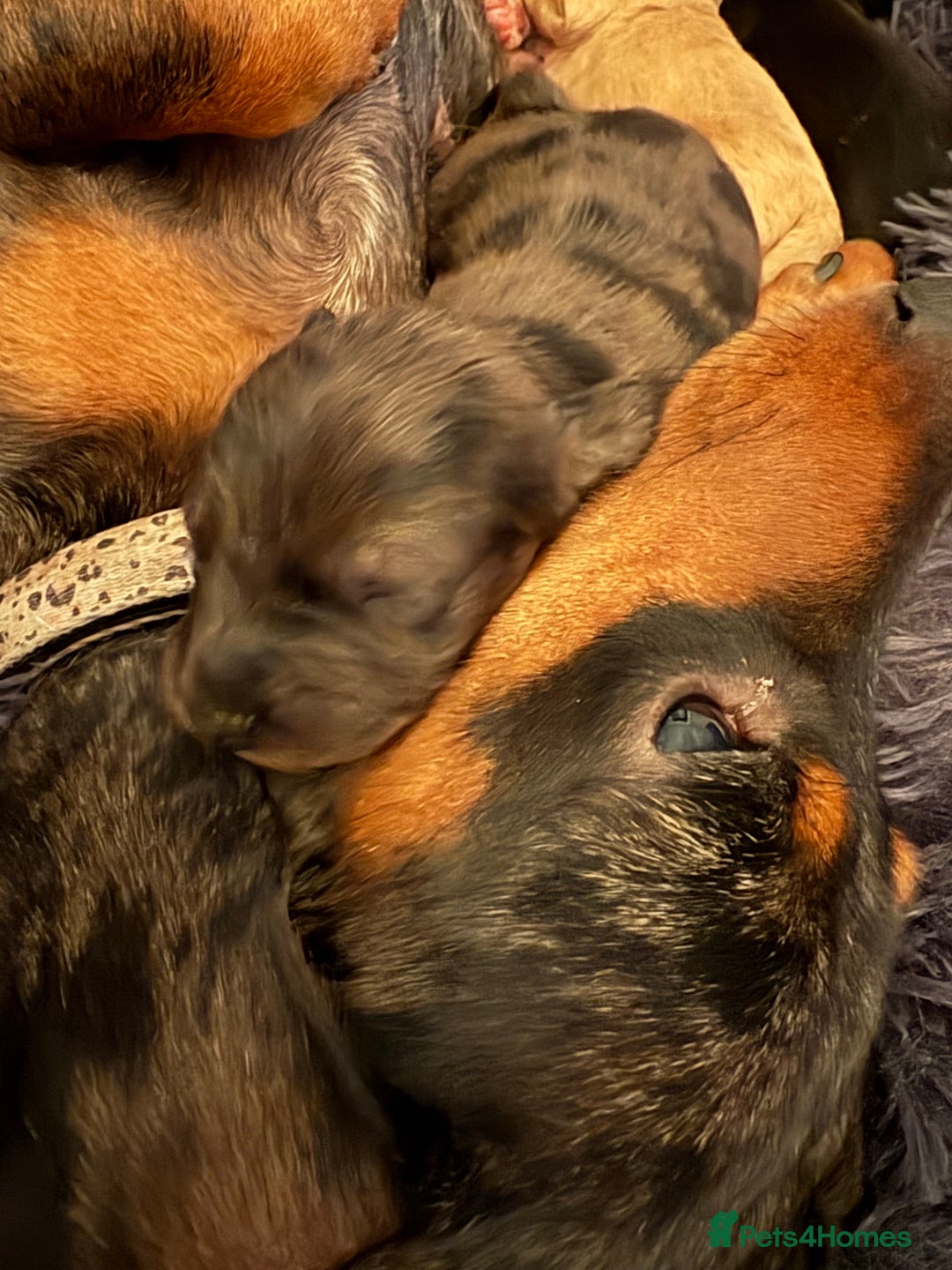 Mixed Breed dogs for sale: Doxiepoos for sale 3 x male 1 x bitch - Image 10