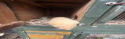 Ferret rodents for sale: Hob for stud - Advert 2