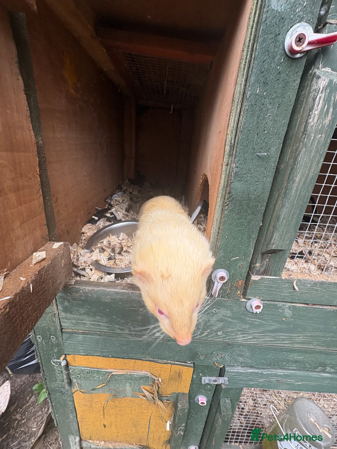Ferret rodents for sale: Hob for stud - Advert 2