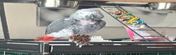 Parrots birds for sale: African grey parrot - Advert 2