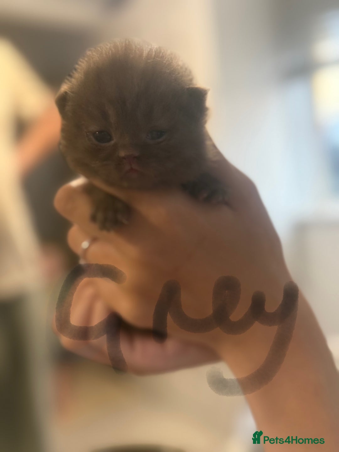 British Shorthair cats for sale: British shorthair kittens  - Image 11