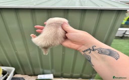 Ferret rodents for sale: Black eyed white ferrets  - Image 4