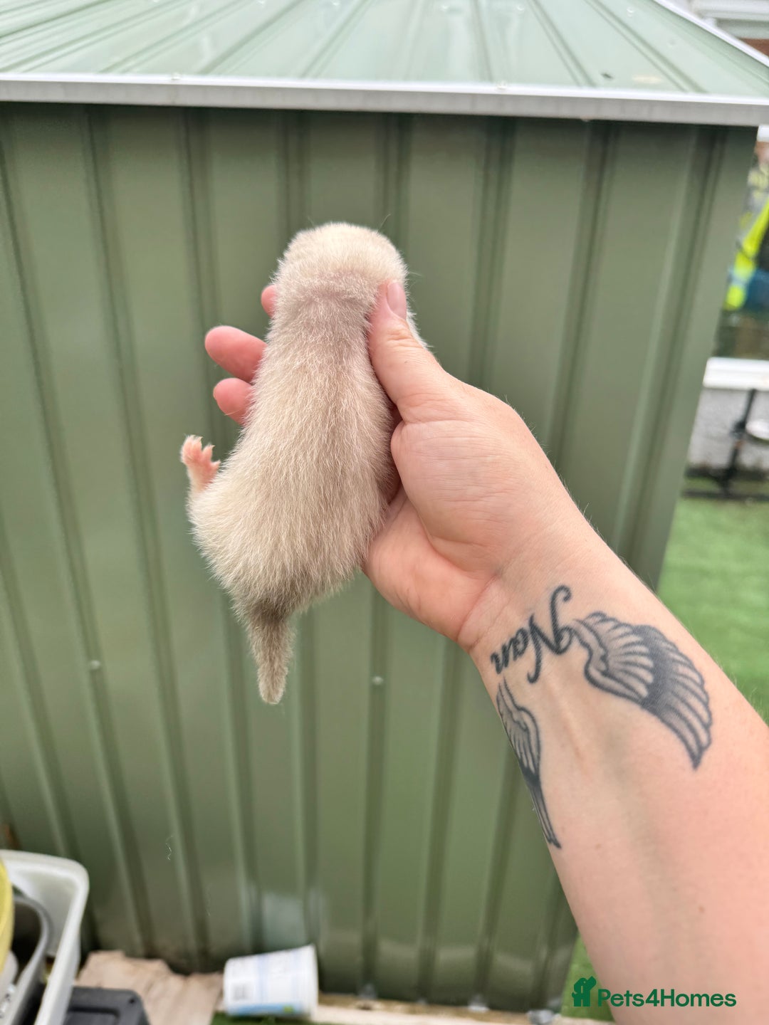 Ferret rodents for sale: Black eyed white ferrets  - Image 4