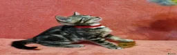 Bengal cats for sale: Bengal mix kittens for sale - Advert 34
