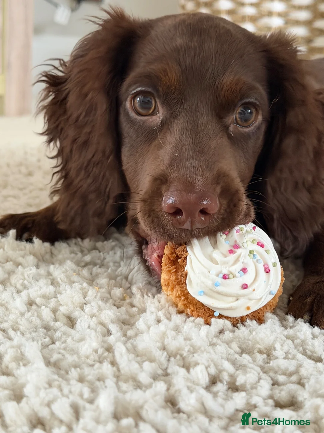 Cocker Spaniel dogs for sale: Working cocker spaniel  - Advert 6