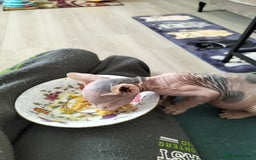 Sphynx cats for sale: Sphynx kitten. - Image 2