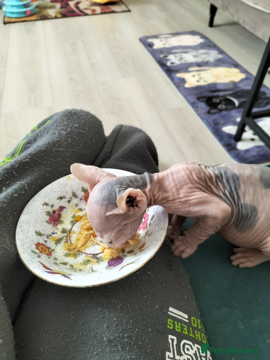 Sphynx cats for sale: Sphynx kitten. - Image 2