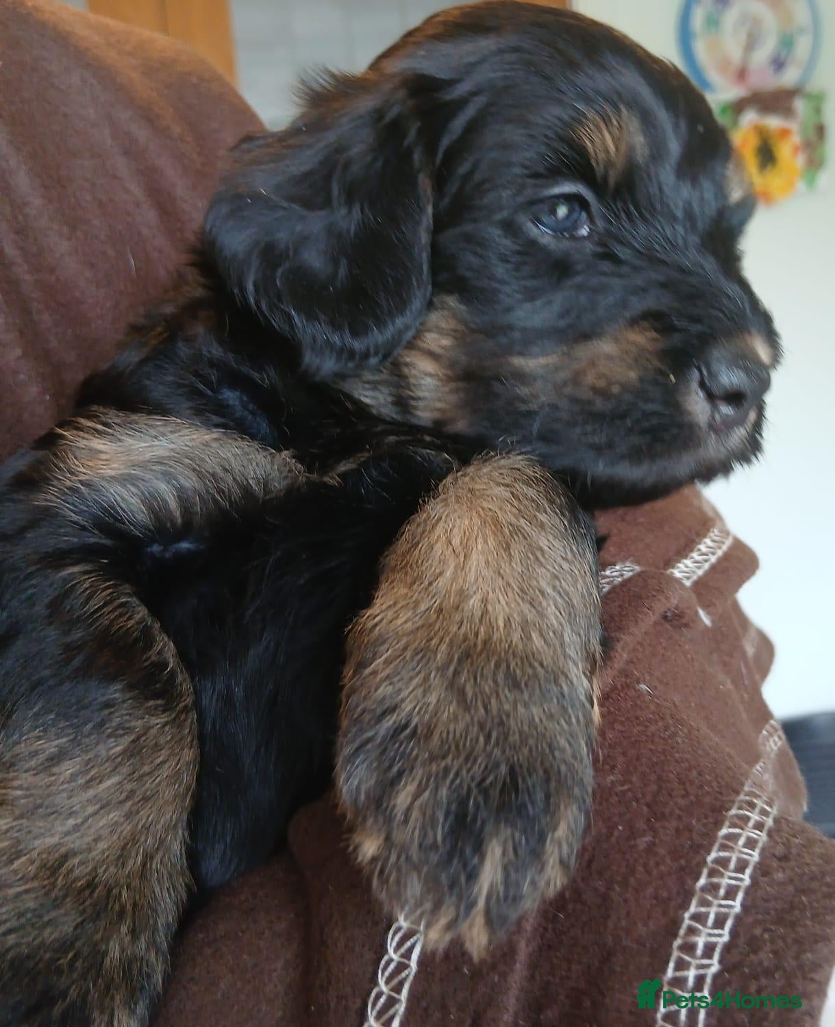 Mixed Breed dogs  La schnoodle pup DNA test dad  - Advert 2
