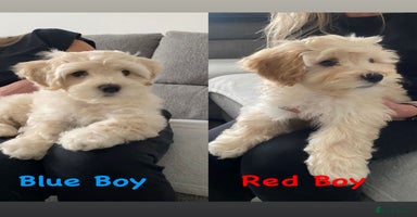 Maltipoo dogs - Advert 5