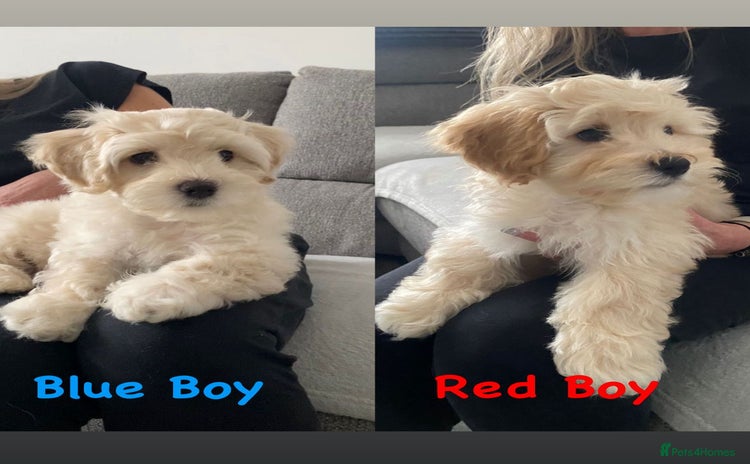 Maltipoo dogs - Advert 5