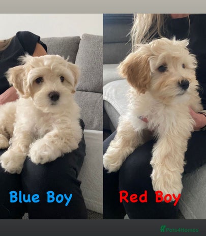 Maltipoo dogs - Advert 2