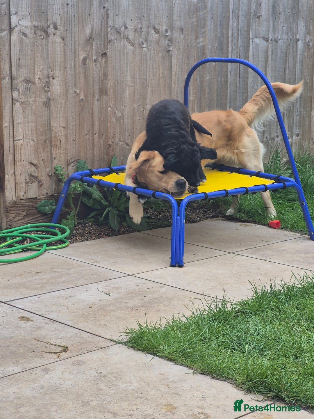 Golden Retriever dogs for stud: Our Loveable Goof in Woking - Image 23