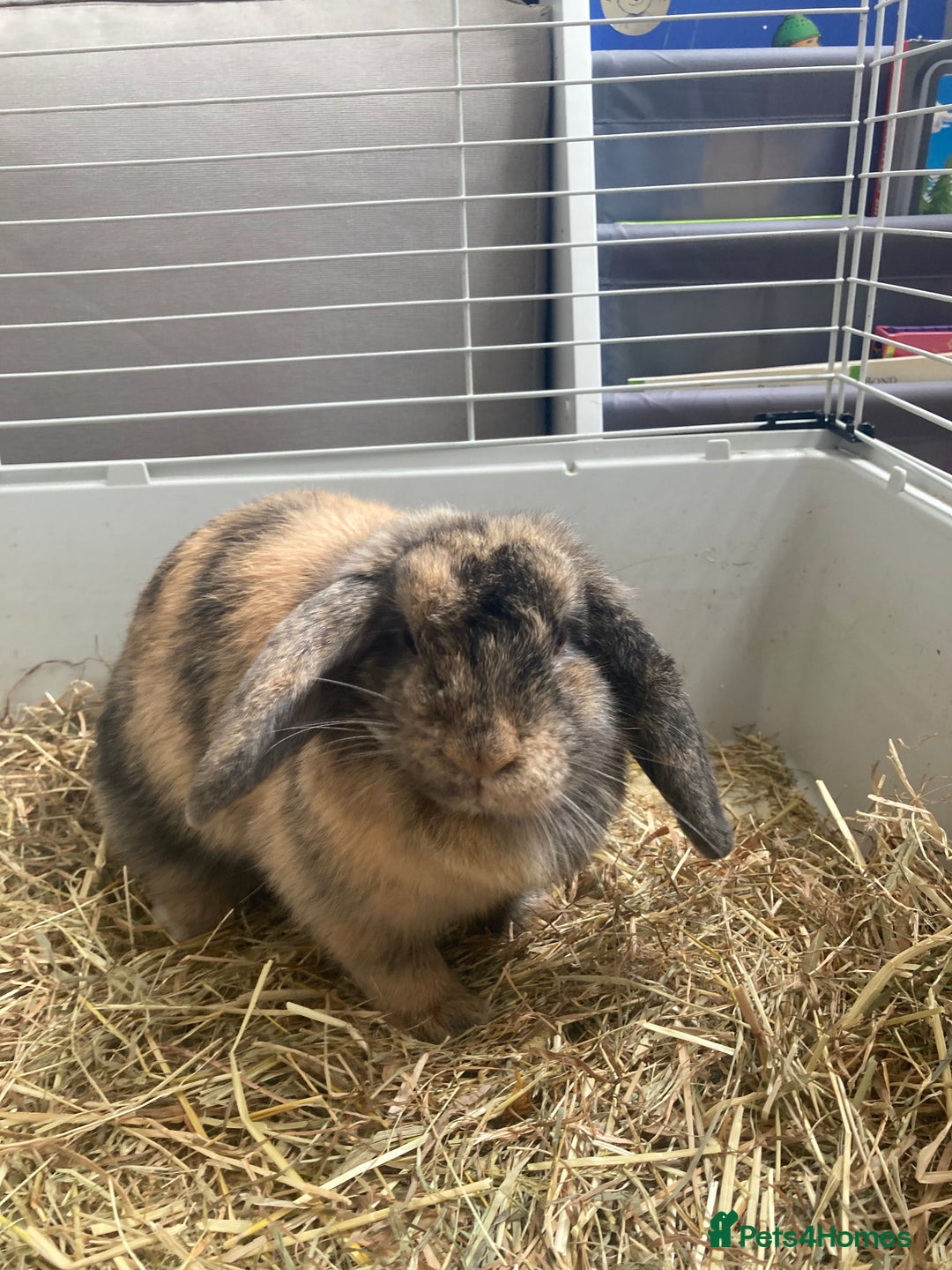 English Lop rabbits for sale: Male Lop Rabbit  - Image 2