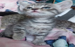 Savannah cats for sale: Playful Savannah F5 Mix Kittens for Loving Homes - Image 5