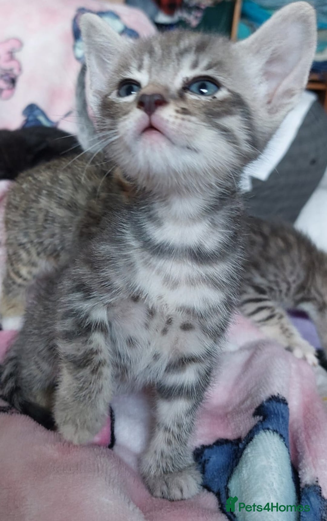 Savannah cats for sale: Playful Savannah F5 Mix Kittens for Loving Homes - Image 5