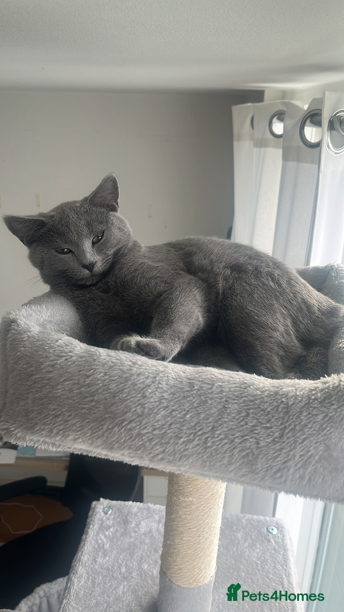 Russian Blue cats TICA Registered Russian Blue Kitten in London - Advert 5