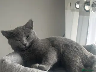 Russian Blue cats TICA Registered Russian Blue Kitten in London - Advert 1