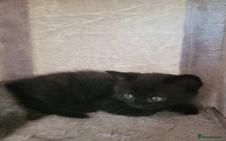 British Shorthair cats for sale:  two boys and one girl. - Image 3