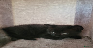 British Shorthair cats - Advert 10