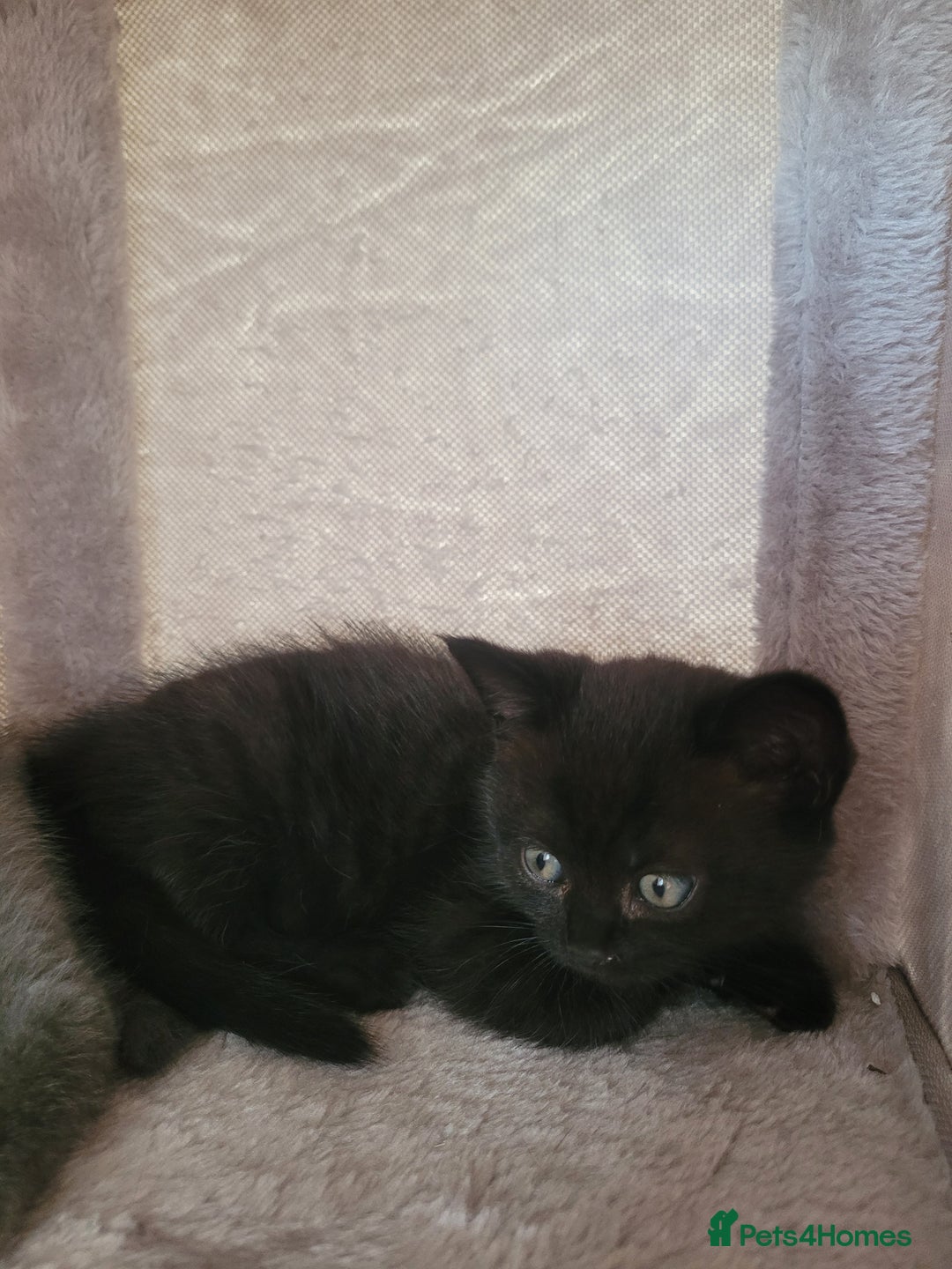 British Shorthair cats for sale:  two boys and one girl. - Image 3