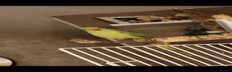 Ringnecks birds for sale: 'FRANKIE' the Indian Ring Neck - Advert 2