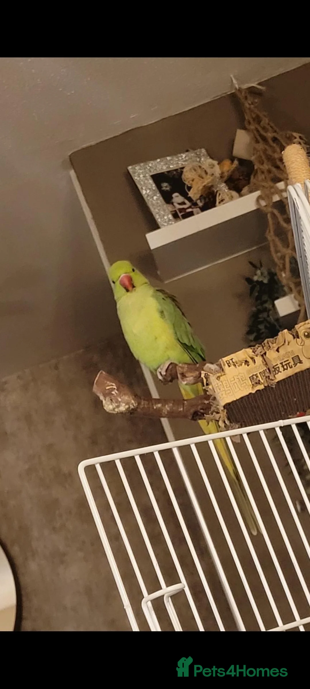 Ringnecks birds for sale: 'FRANKIE' the Indian Ring Neck - Advert 2