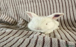French Lop rabbits for sale: 8 Stunning Giant French lop x mini lop babies  - Image 9