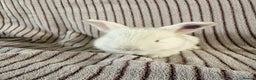 French Lop rabbits for sale: 2 LEFT! 8 Giant French lop x mini lop babies  - Advert 9
