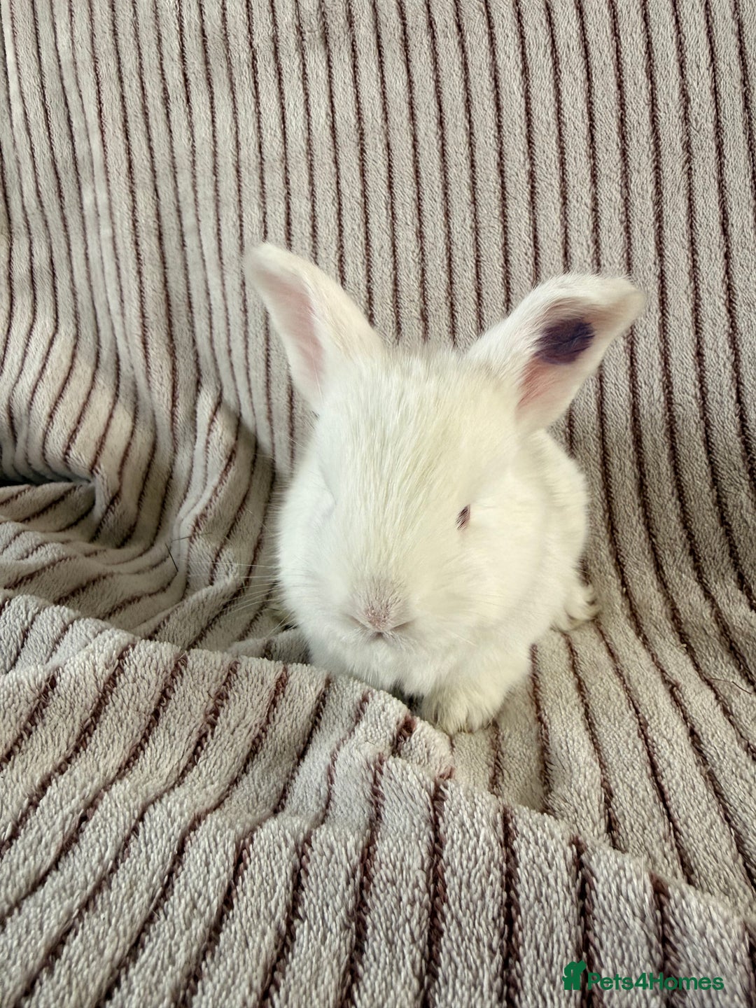 French Lop rabbits for sale: 8 Stunning Giant French lop x mini lop babies  - Image 9