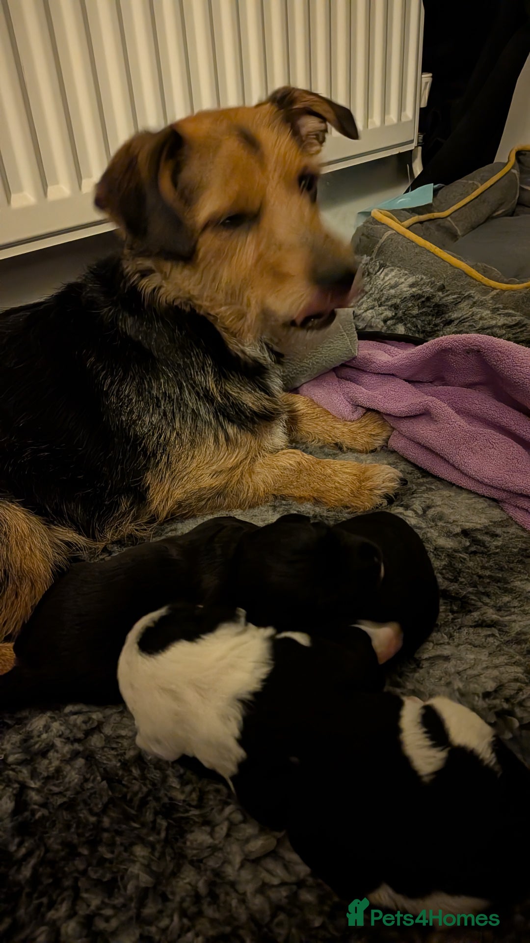 Mixed Breed dogs for sale: Puppies: Cocker Spaniel/Jack Russell  - Advert 11