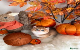 British Shorthair cats for sale: Golden British Shorthair  - Image 24
