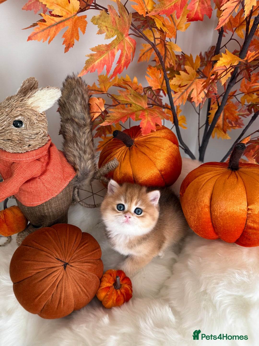 British Shorthair cats for sale: Golden British Shorthair  - Image 24