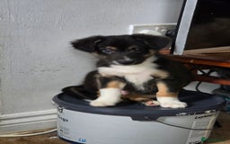 Border Collie dogs for sale: Stunning little litter of border collies  - Image 11