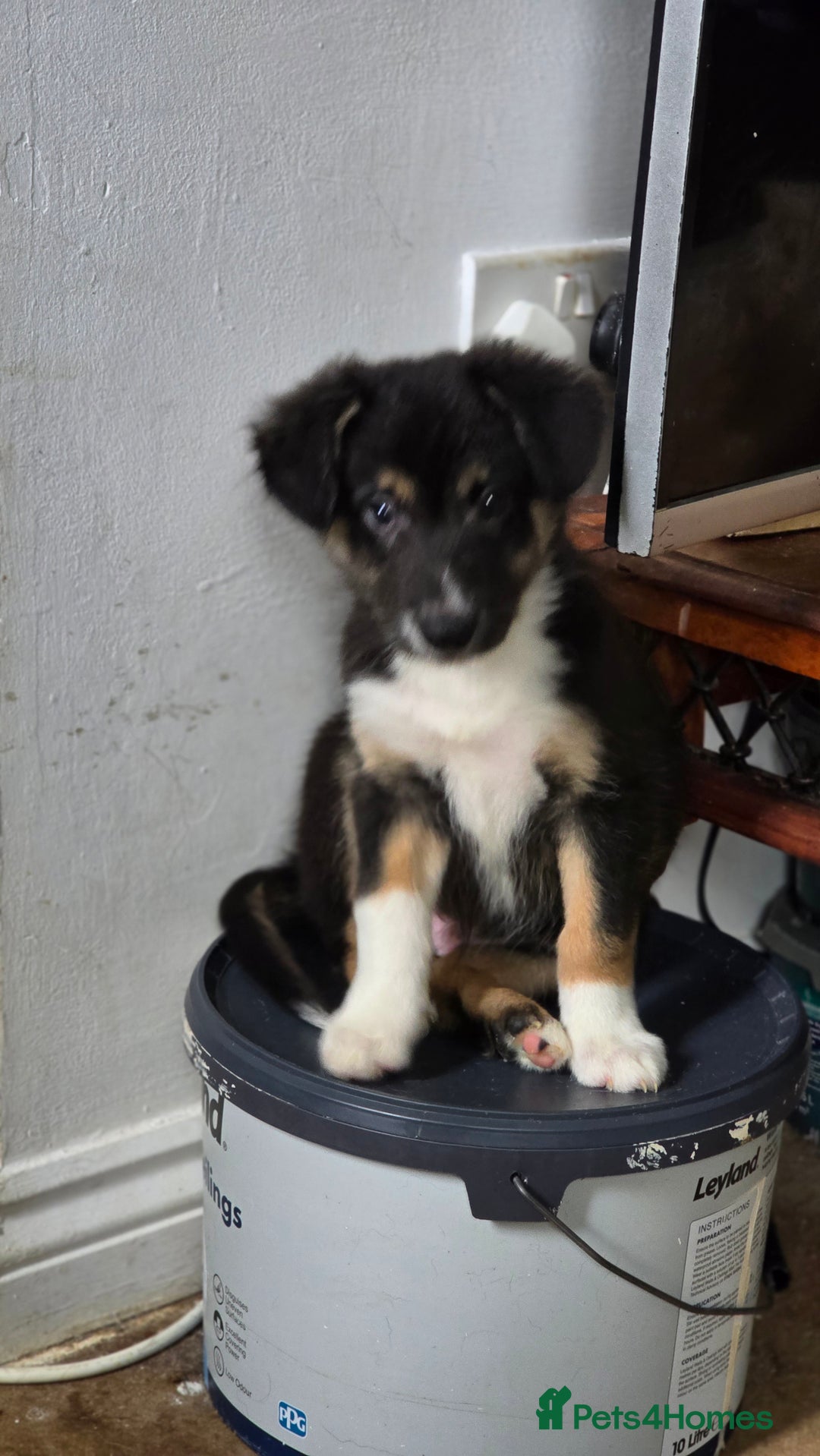 Border Collie dogs for sale: Stunning little litter of border collies  - Image 11