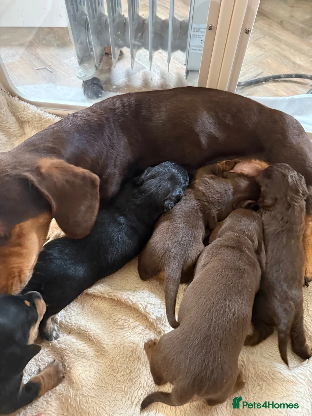 Miniature Dachshund dogs for sale: Stunning miniature dachshund puppies  - Advert 20