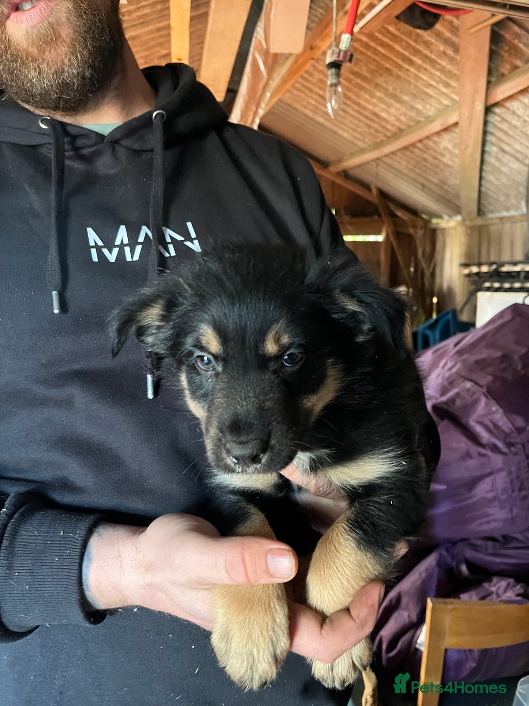 Mixed Breed dogs for sale: Collie x huntaway - Image 2