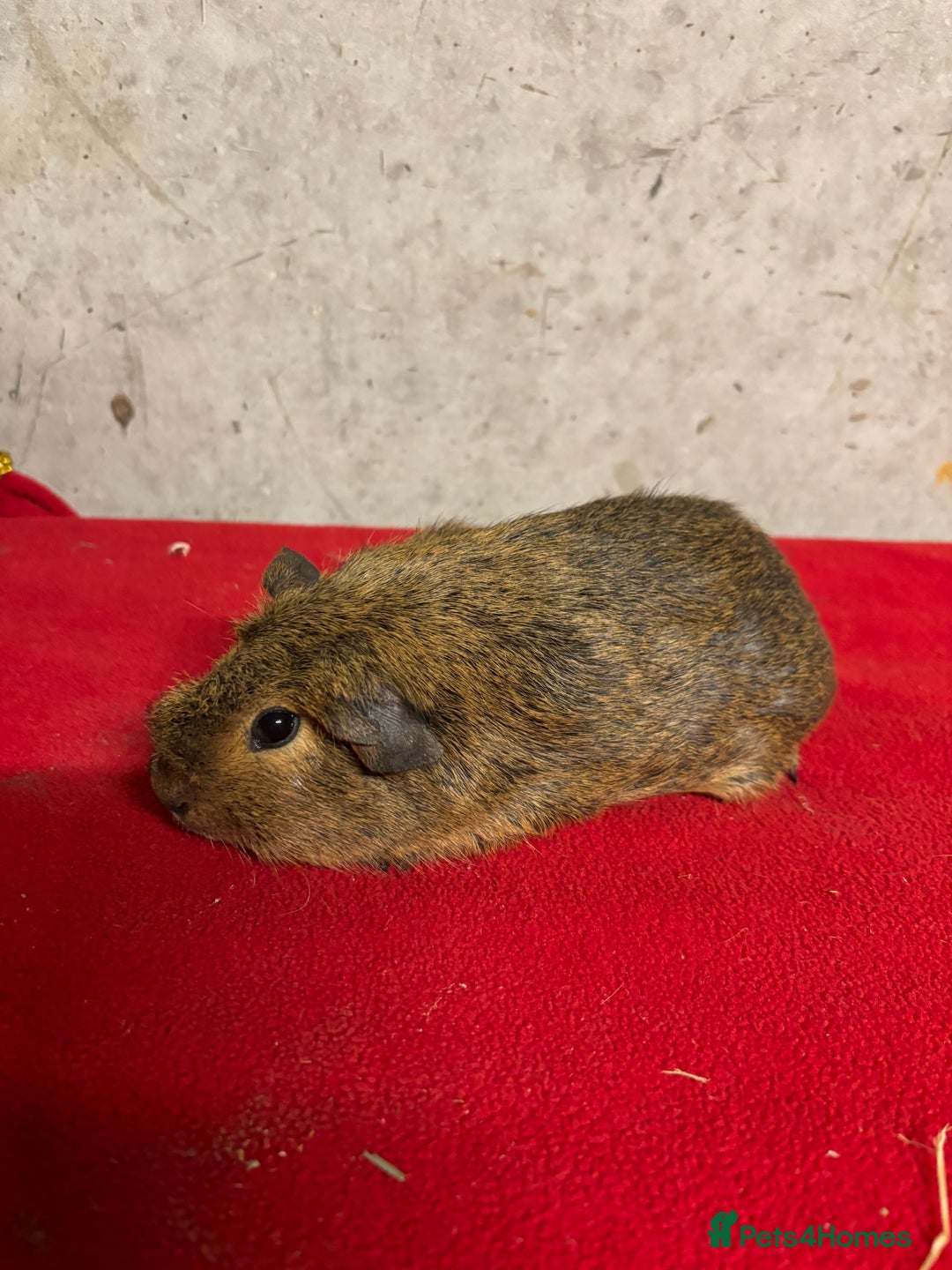 Guinea Pig rodents for sale: Male guinea pigs - Advert 4