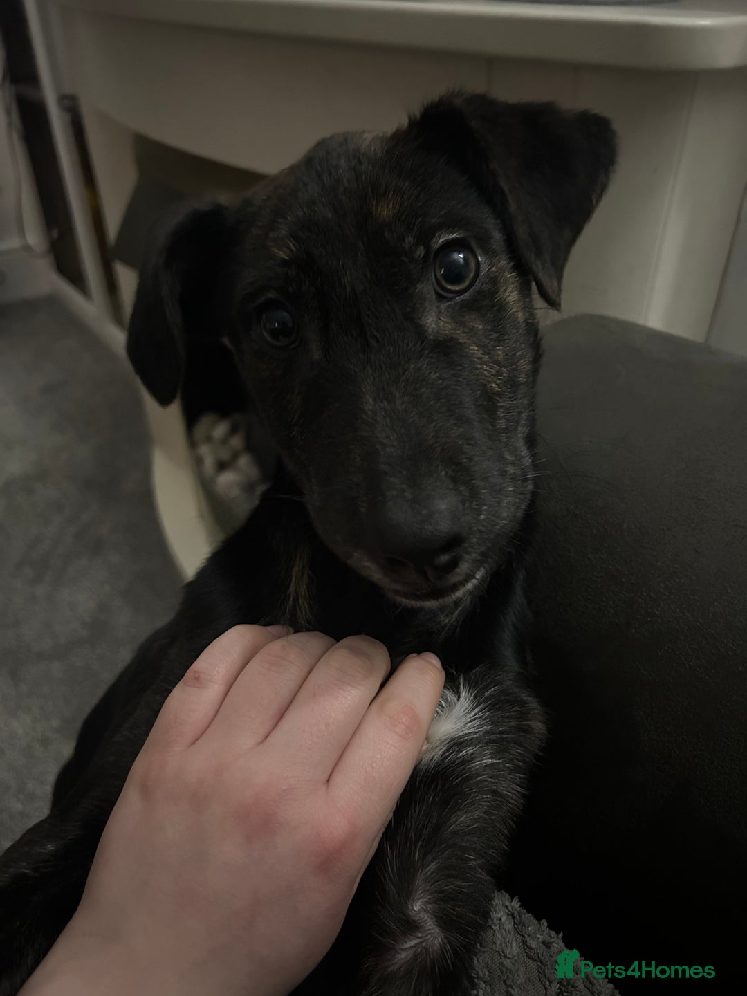 Mixed Breed dogs for sale: Lab X 1 year old - Advert 2