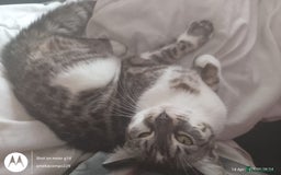 Bengal cats for sale: Imperial Bengal cross  - Image 4
