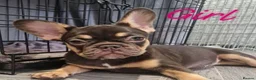 French Bulldog dogs for sale: 🌟REDUCED🌟only one girl and one boy left - Advert 6