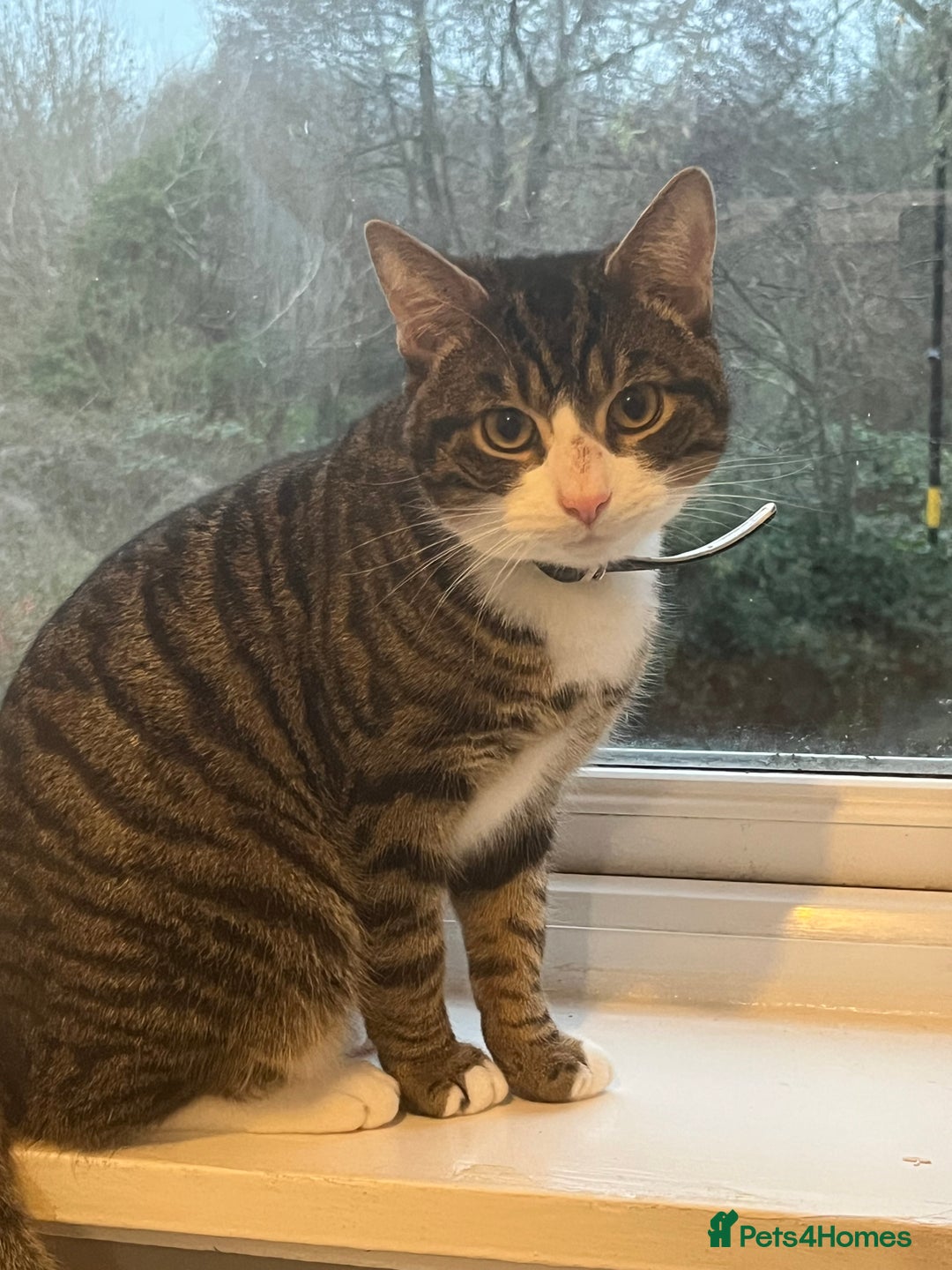 Mixed Breed cats for sale: Tabby kitten - Advert 1