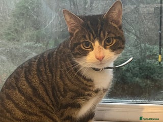 Mixed Breed cats Tabby kitten - Advert 1