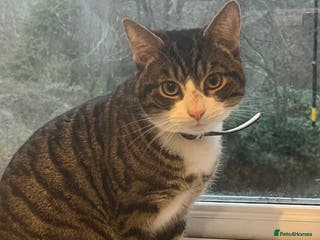 Mixed Breed cats Tabby kitten - Advert 12