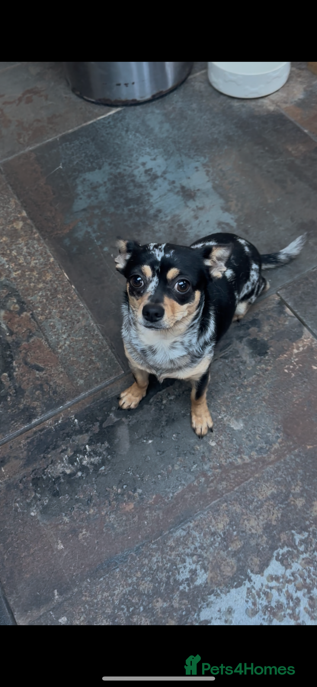 Chihuahua dogs for sale: Merle Stunning Little Girl - Advert 7