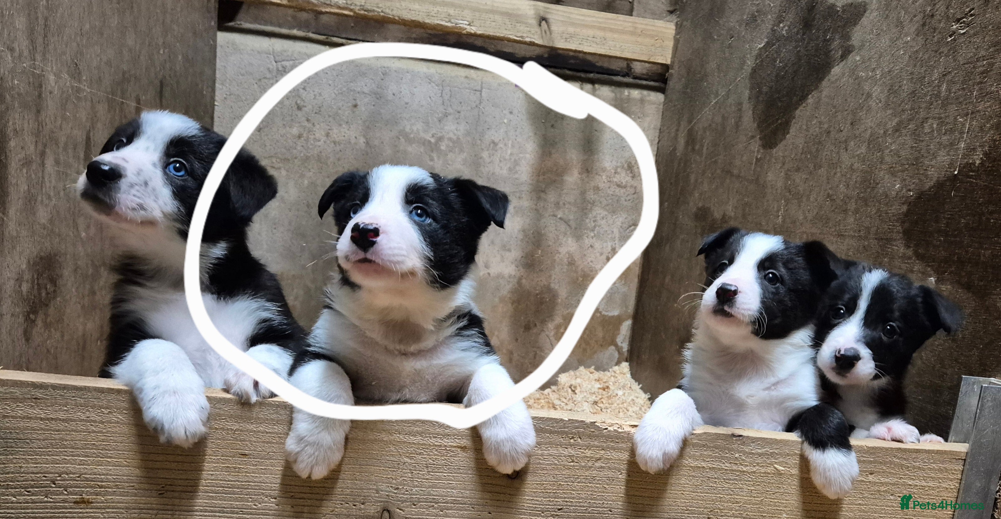 Border Collie dogs ISDS registered border collie pups - Advert 6