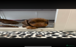 Miniature Dachshund dogs for sale: Beautiful long haired chocolate dachshunds  - Image 3