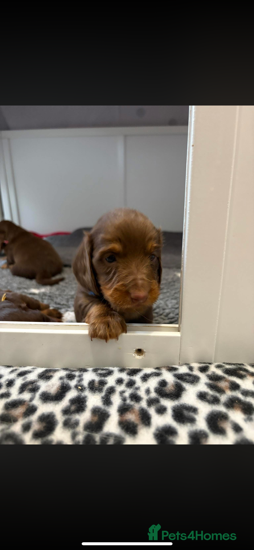 Miniature Dachshund dogs for sale: Beautiful long haired chocolate dachshunds  - Image 3