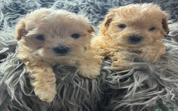 Maltipoo dogs for sale: TINY TOY F1 HEALTH TESTED MALTIPOO PUPS - Image 8