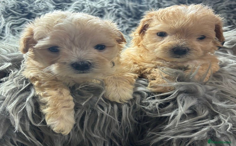 Maltipoo dogs - Advert 9
